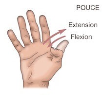Flexion-extension pouce