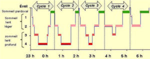 Cycle du sommeil 